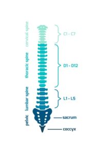 Vector diagram isolated on white. Spine segments: cervical, thoracic, lumbar, pelvic. Front view.