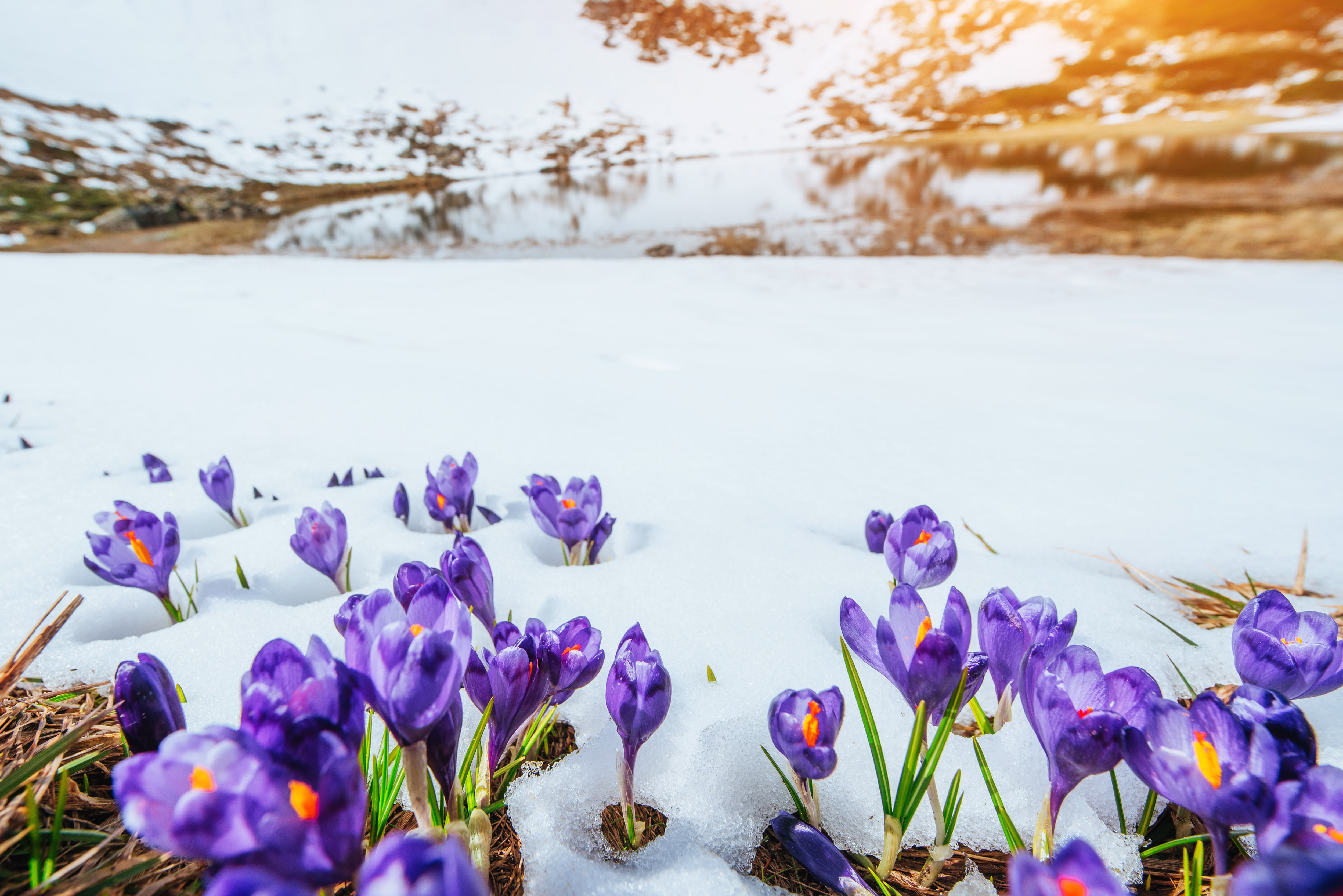 Spring crocuses in melting snow. Carpathians Ukraine Europe