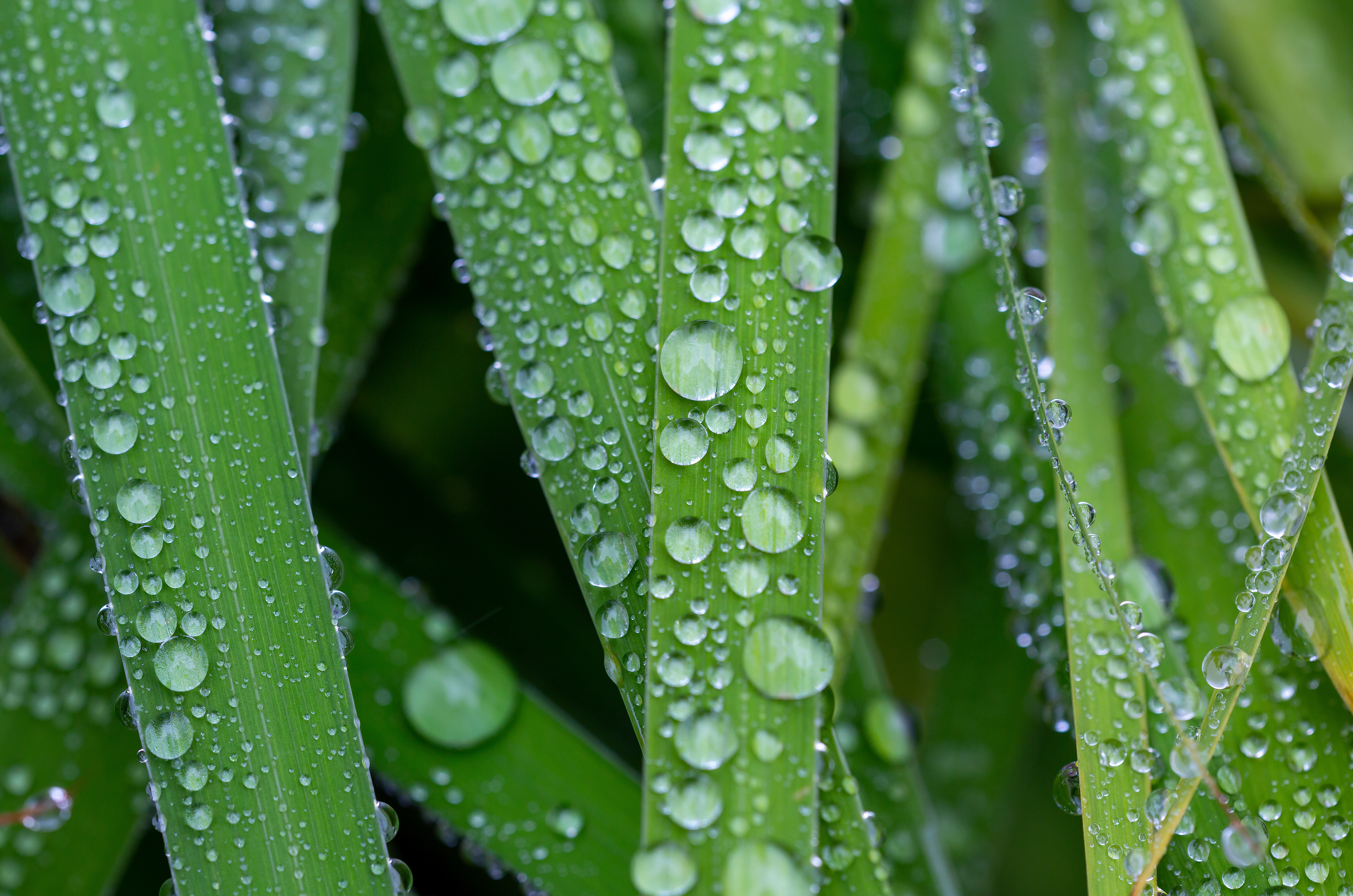 Macro shot of water droplets on a fresh hay. Concept image, wall