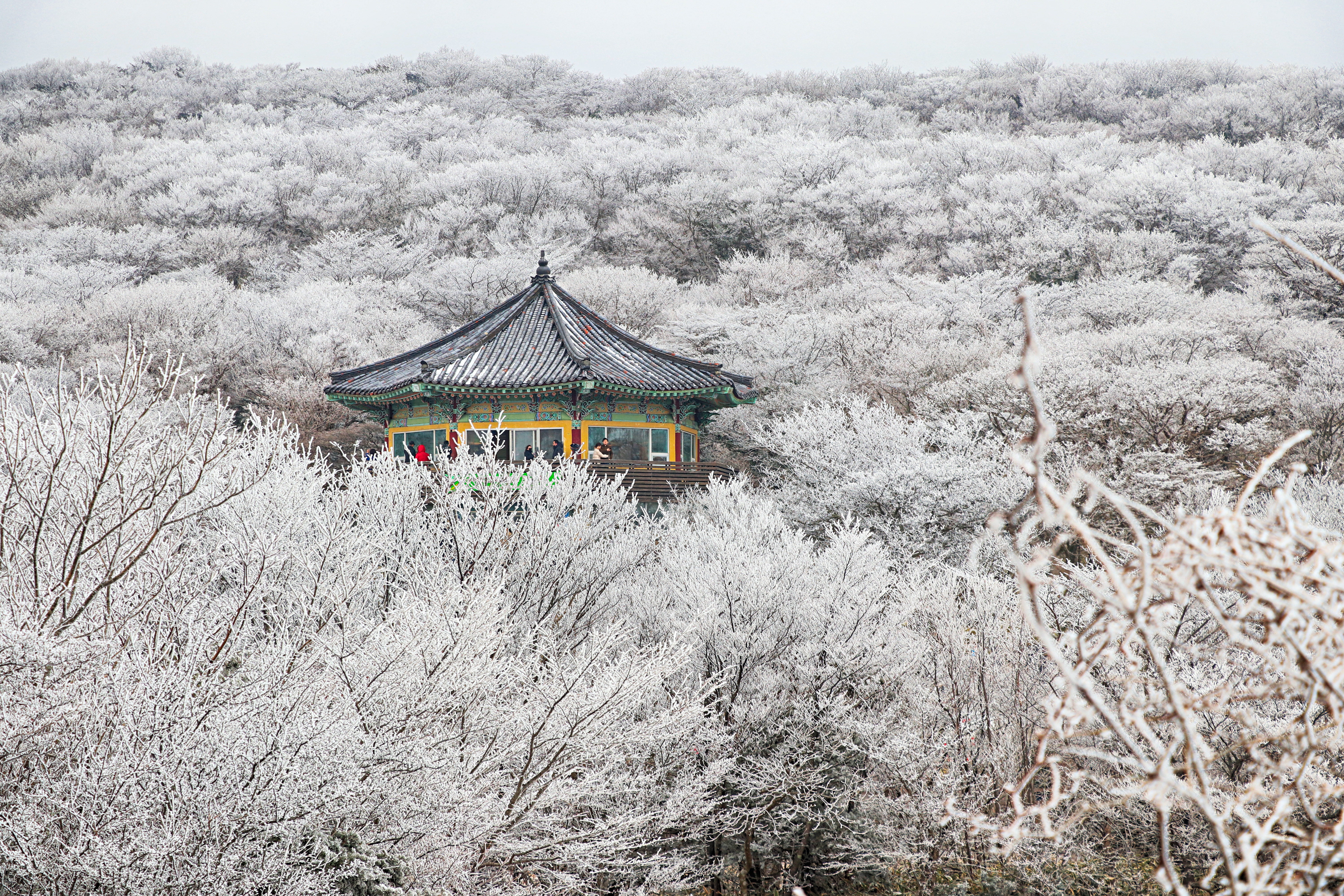 제주도 한라산 1100고지 겨울 설경 눈꽃