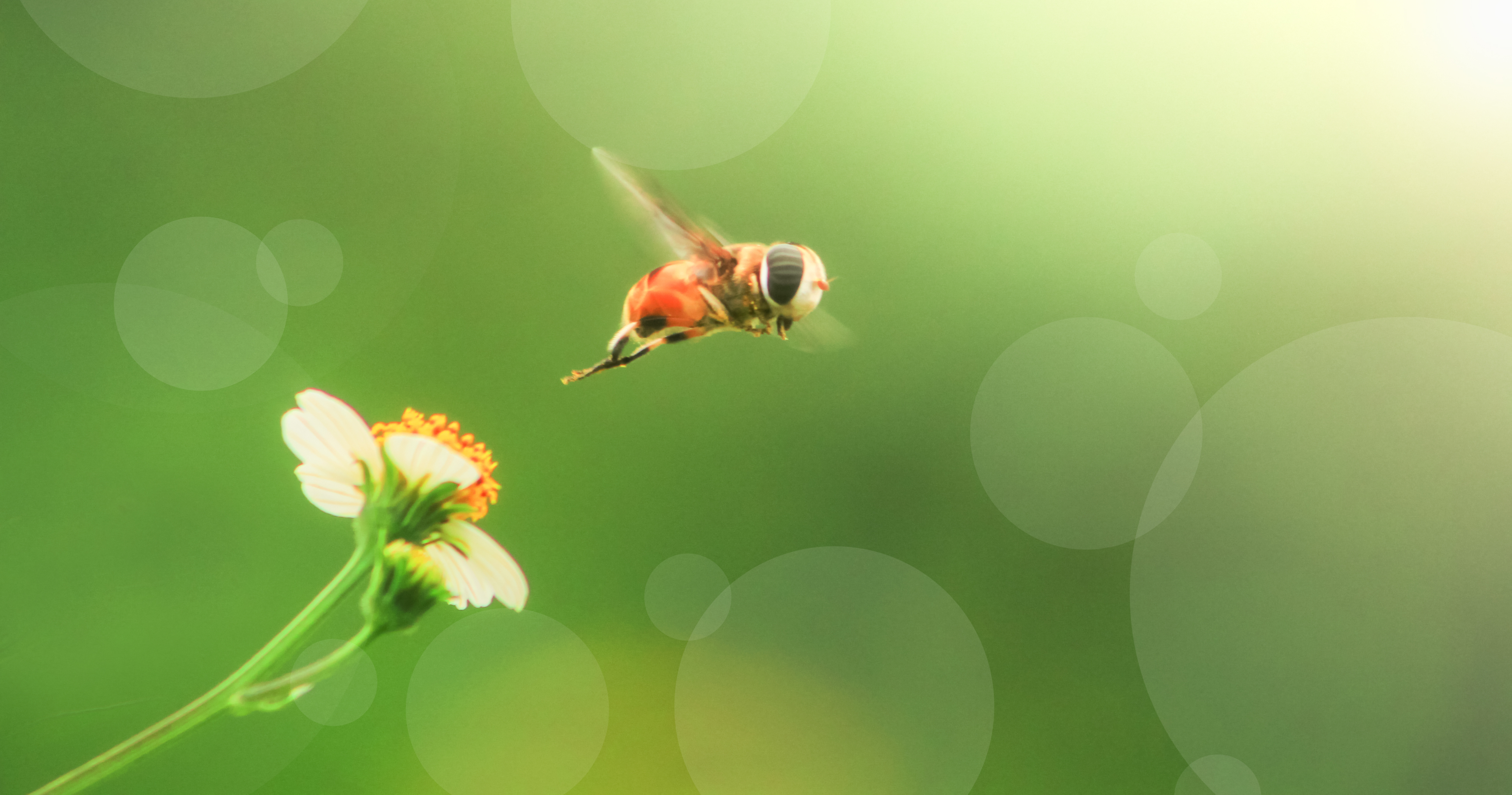 bee flying on flower