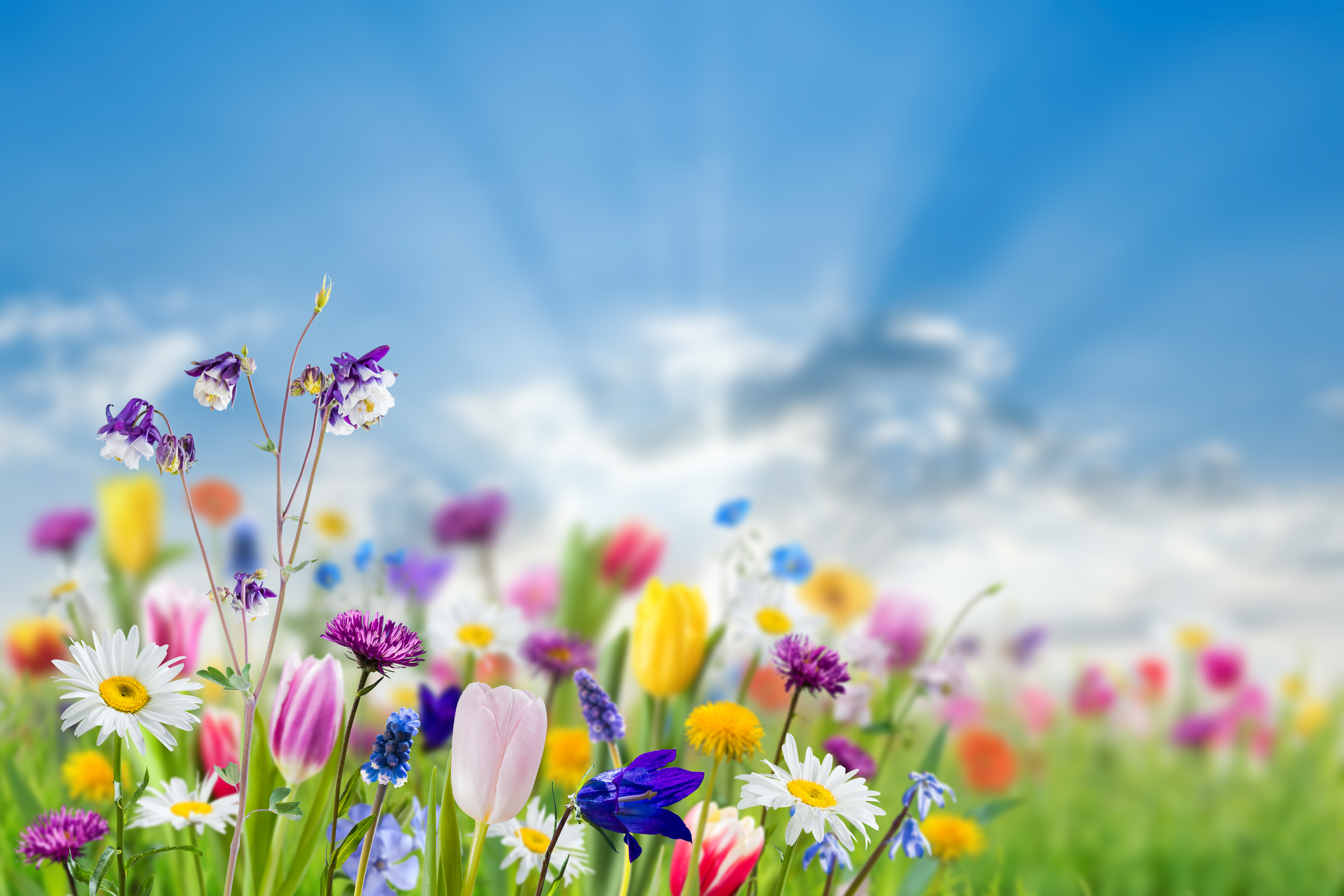 Green nature background with wild flowers in grass; selective focus.