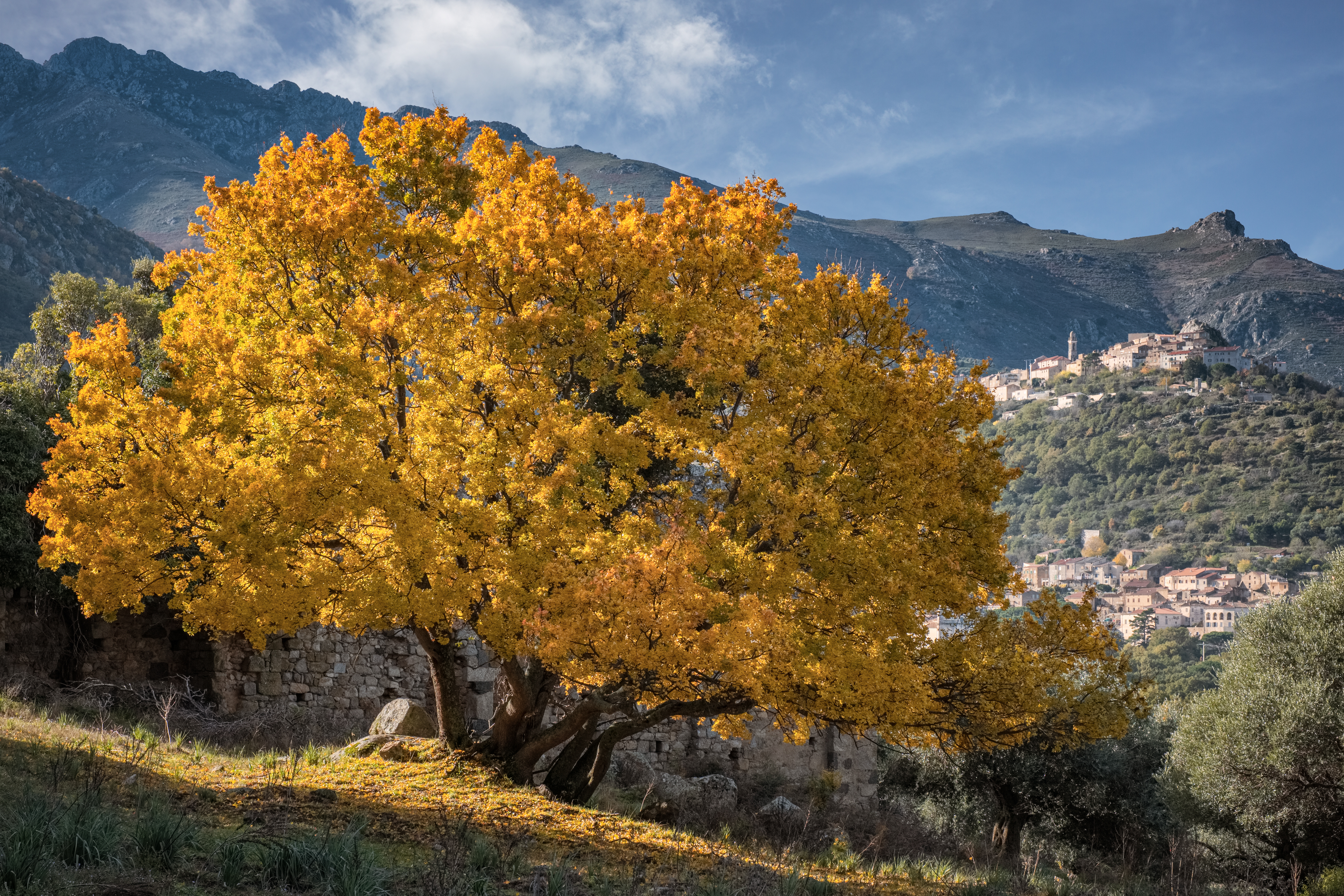 Golden autumn foliage of a large Montpellier Maple (Acer Monspessulanum) in the Balagne region of Corsica with the mountain villages of Ville di Paraso and Speloncato in the distance.