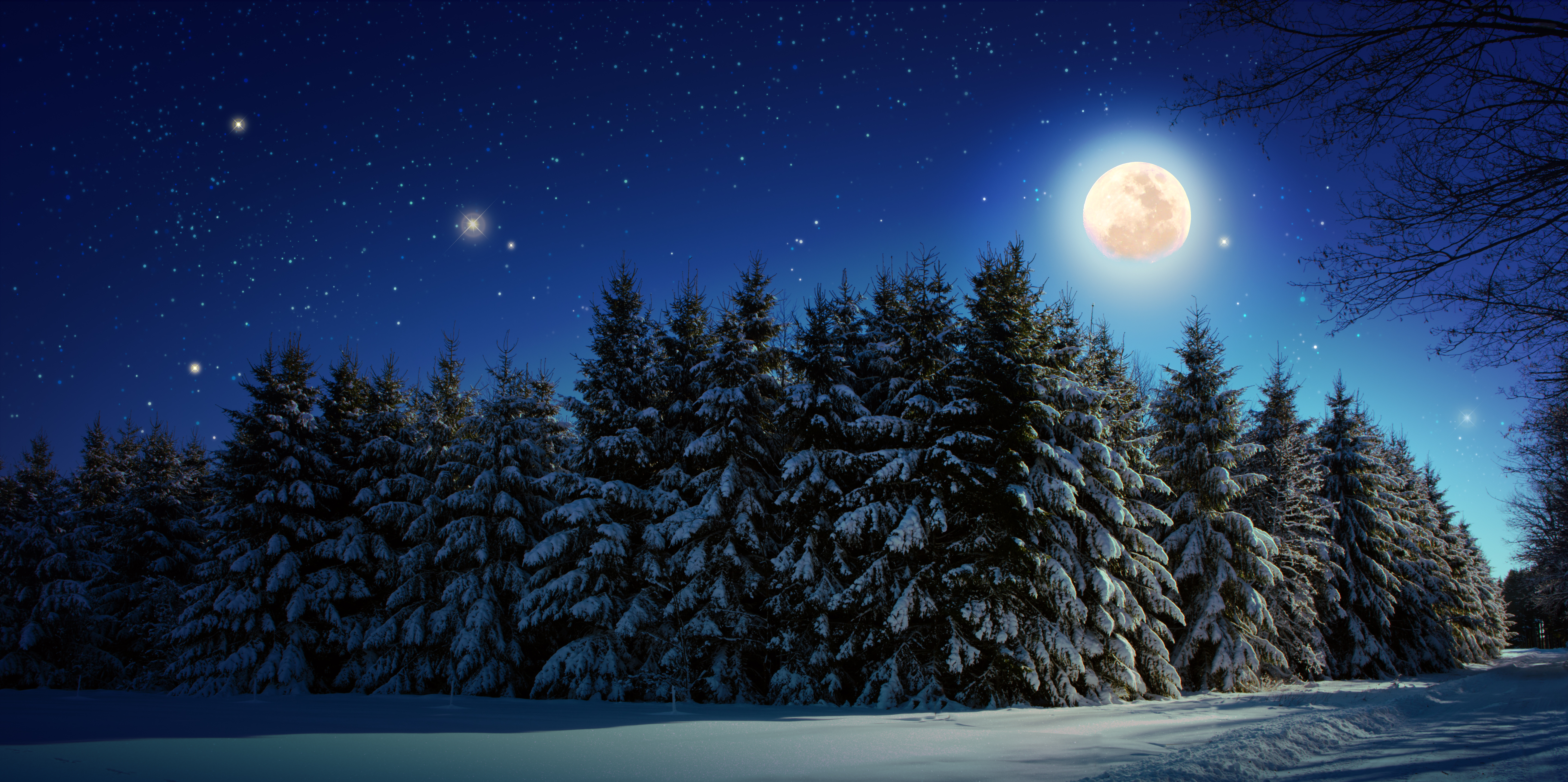 Winter forest with snow covered fir trees and stars sky and full moon.