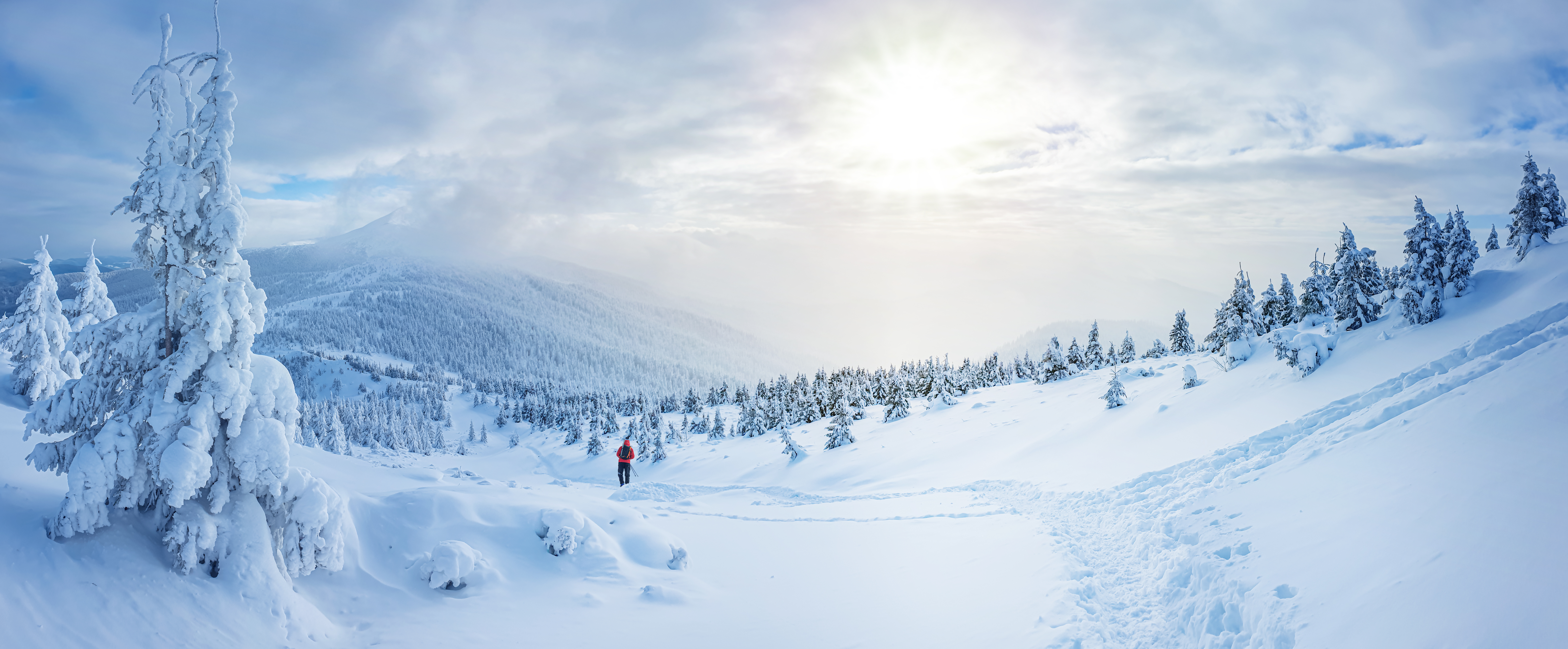 Panoramic landscape of a snowy forest in the mountains on a sunny winter day whis. Ukrainian Carpathians, near Mount Petros, there is one tourist.